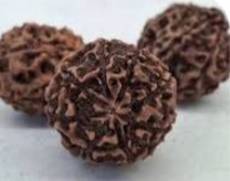 Rudraksh