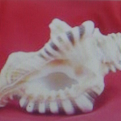 ऋण मुक्ति गणेश शंख